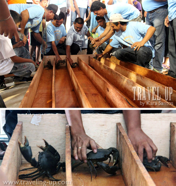 alimango festival samar crab race